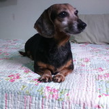 Elenice Meneguitti Almeida