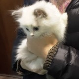 Marcelo Gomes da Silva