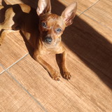 Crislaine Vidal Lopes