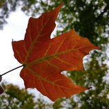 Beatriz Augusta Crisostomo