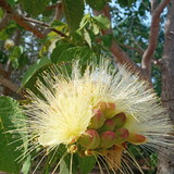 Raquel Teixeira Ximenes Figueiredo