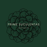 Prime Suculentas 