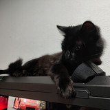 Felipe Augusto Ferreira Fagundes