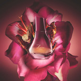 Maria José da Silva