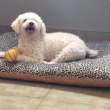 Bruna Leticia Foganholi