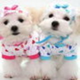 Claudia Fernandes meireles