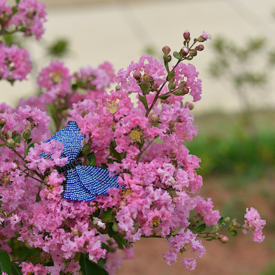 Asas de beleza - Ataridel