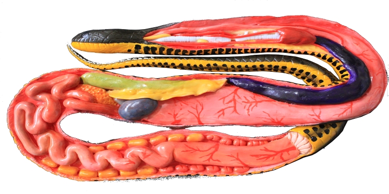 BioPG Modelos Didáticos